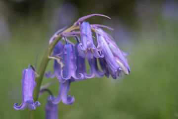 bellflower  on green background in the garden