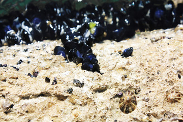 Wild mussels shell live in Adriatic Sea. Natur background stone and shells.