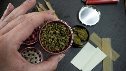 Marijuana weed in the females hand. Marijuana buds in the grinder.