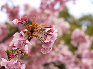 雨上がりの桜