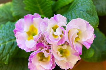 Primula polyantha colorful little flower