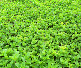 Mint grow in the agricultural greenhouse 