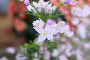 Boronia little light purple flower