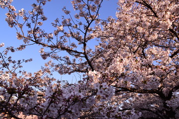 夕桜