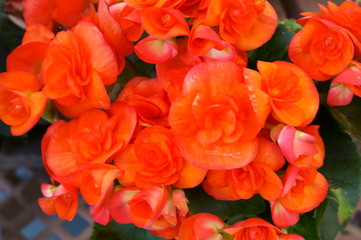 Begonia Semperflorens colorful flower bloom