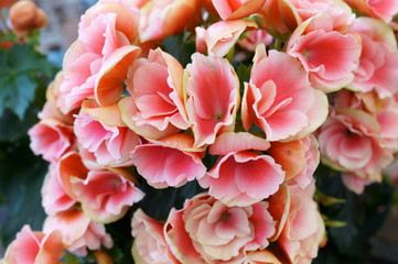 Begonia Semperflorens colorful flower bloom