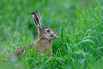 European brown hare, Lepus europaeus, Germany, Europe