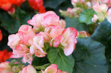 Begonia Semperflorens colorful flower bloom
