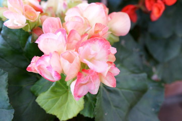 Begonia Semperflorens colorful flower bloom