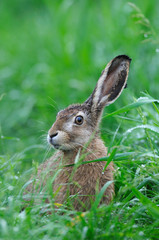 European brown hare in summer (Lepus europaeus), Germany, Europe