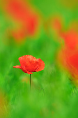 Common Poppy, Germany, Europe