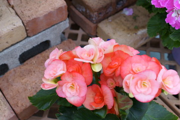 Begonia Semperflorens colorful flower bloom