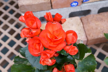 Begonia Semperflorens colorful flower bloom