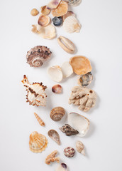 Seashells and corals on white background