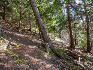  Croocked pine tree close up  in beautiful pine forest at springtime.