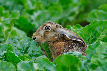 European brown hare (Lepus europaeus), Germany, Europe