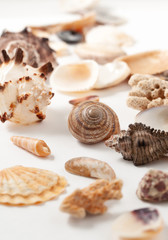 Collection of seashells for jewelry