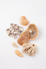 Collection of seashells for jewelry