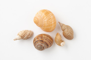 River shells from snails on a white background