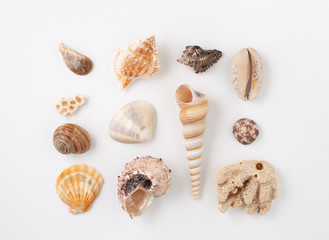 Collection of seashells for jewelry