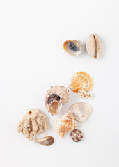 Collection of seashells for jewelry