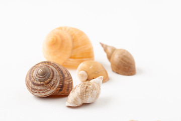 River shells from snails on a white background