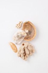 Collection of seashells for jewelry