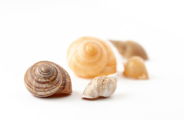 River shells from snails on a white background