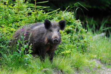 Naklejka na ściany i meble Wild boar (Sus scrofa) in summer, Germany, Europe