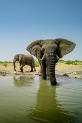 African Bush Elephant - Loxodonta africana, iconic member of African big five, Safari in Etosha, Namibia.