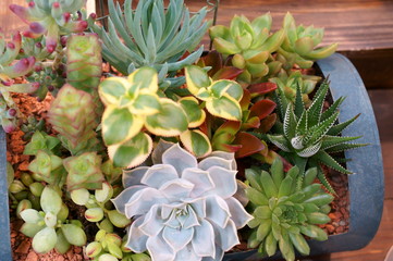 Cactus Succulent plant Planting gardening