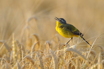 Yellow wagtail in grain field, Germany, Europe