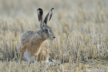 European brown hare on Stubblefield, Germany, Europe