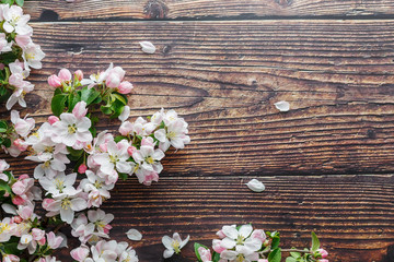 Sakura blooming on a dark rustic wooden background. Spring background with blossoming apricot branches and cherry branches