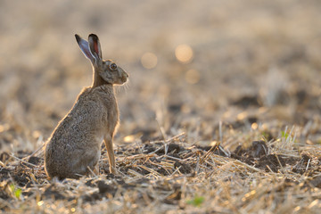 European brown hare on Stubblefield, Germany, Europe © Ana Gram