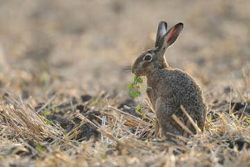 European brown hare on Stubblefield, Germany, Europe