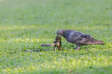 Pigeon bird eating drops of water from the faucet.