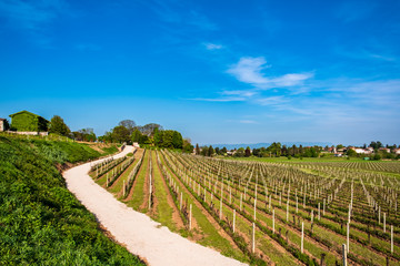 Fototapeta na wymiar Colza fields and vineyards in the italian countryside