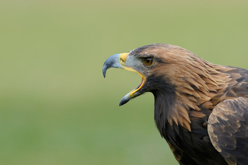 Golden eagle (Aquila chrysaetos), Germany, Europe