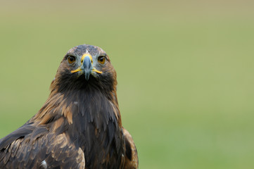 Golden eagle (Aquila chrysaetos), Germany, Europe