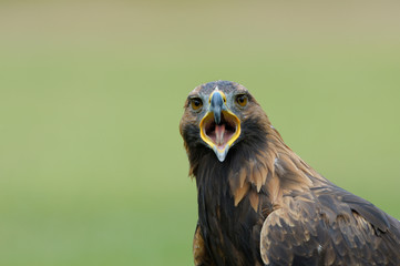 Golden eagle (Aquila chrysaetos), Germany, Europe