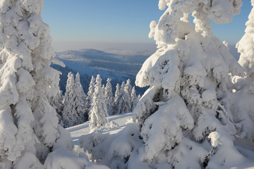 Snowy spruce trees, National Park Bavarian Forest, Bavaria, Germany