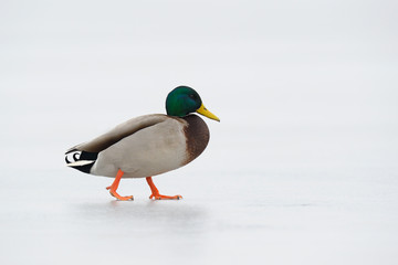 Mallard (Anas platyrhynchos) on ice, Male, Germany, Europe
