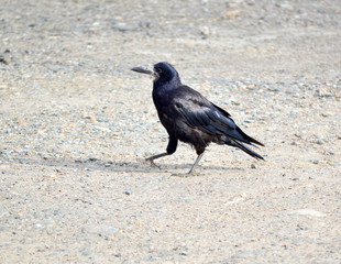 rook bird