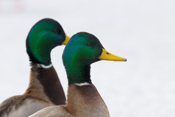 Obraz premium Mallards (Anas platyrhynchos) in Winter, Male, Germany, Europe