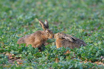European brown hares in summer, Germany, Europe