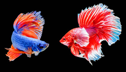 Two betta fish are fighting, Siamese fighting fish on black background