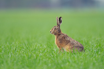 European brown hare in summer, Germany, Europe