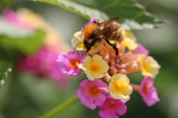 FLOR AMARELA E ROSA E ABELHA