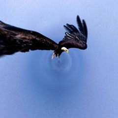 July 4th American bold eagle in the sky